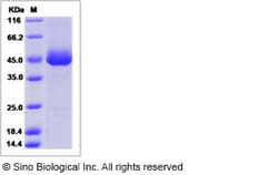Sino Biological Recombinant Canine CD3 delta/CD3D Protein (hFc Tag), Quantity: