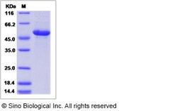 Sino Biological Recombinant Canine BAFF/BLyS/TNFSF13B Protein (hFc Tag),