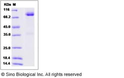 Sino Biological Rat GFRA1 / GFR alpha-1 Protein (Fc Tag) 100ug, Quantity: