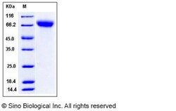 Sino Biological Recombinant Rat ICAM-1/CD54 Protein (His Tag), Quantity: