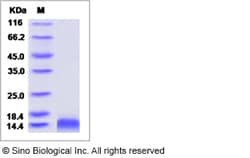 Sino Biological Rat CCL4 / MIP1B Protein(His Tag) 100ug, Quantity: Each