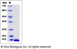 Sino Biological Recombinant Rat MIP-1 alpha/CCL3 Protein, Quantity: Each