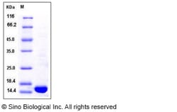 Sino Biological Recombinant Rat TNF-alpha Protein, Quantity: Each of 1