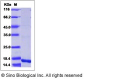 Sino Biological Recombinant Rat IL-10 Protein, Quantity: Each of 1