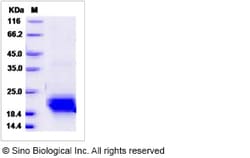 Sino Biological Mouse / Rat VEGFC / VEGF-C Protein (aa 108-223, His Tag),