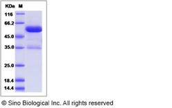 Sino Biological Rat Ephrin-B3 / EFNB3 Protein (Fc Tag) 100ug, Quantity: