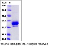 Sino Biological Rat Ephrin-B3 / EFNB3 Protein (His Tag) 100ug, Quantity: