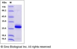 Sino Biological Recombinant Rat Ephrin-A1 Protein (His Tag), Quantity: