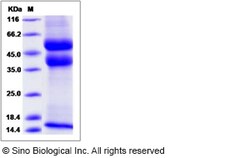Sino Biological Recombinant Rat TGF beta 1 Protein (Latent, His Tag), Quantity: