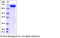 Sino Biological Recombinant Rat EphA4 Protein (hFc Tag), Quantity: Each