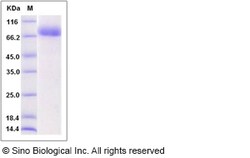 Sino Biological Recombinant Rat EphA4 Protein (His Tag), Quantity: Each