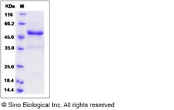 Sino Biological Recombinant Rat TWEAK/TNFSF12 Protein (hFc Tag), Quantity: