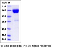 Sino Biological Rat CD2 Protein (Fc Tag) 100ug, Quantity: Each of 1