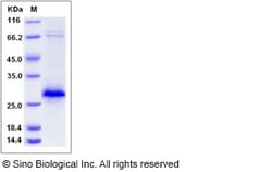 Sino Biological Recombinant Rat EDA2R/TNFRSF27 Protein (His Tag), Quantity: