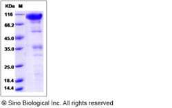 Sino Biological Recombinant Rat CLEC14A Protein (hFc Tag), Quantity: Each