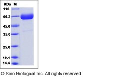 Sino Biological Recombinant Rat CLEC-1 Protein (hFc Tag), Quantity: Each