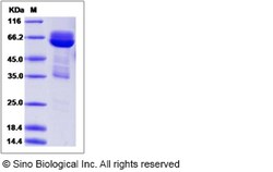 Sino Biological Recombinant Rat CADM3 Protein (hFc Tag), Quantity: Each