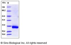 Sino Biological Recombinant Rat IL-3 Protein (His Tag), Quantity: Each