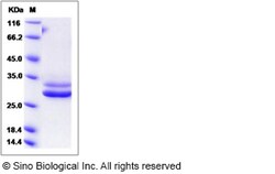 Sino Biological Recombinant Rat JAM-A/F11 Receptor Protein (His Tag), Quantity: