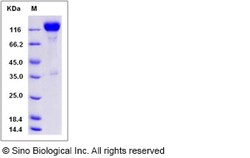 Sino Biological Recombinant Rat TrkB Protein (hFc Tag), Quantity: Each