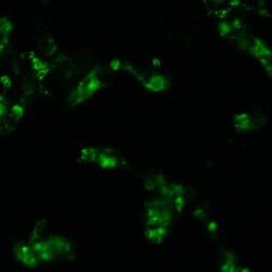 Sino Biological&nbsp;Human, PD-L1/B7-H1 cDNA ORF Clone, C-GFPSpark tag