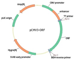 Sino Biological&nbsp;Human, TLR4 cDNA ORF Clone, untagged