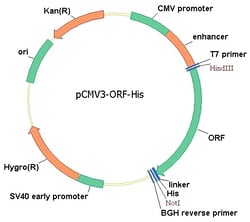 Sino Biological&nbsp;Human, IL-11RA/IL-11R alpha cDNA ORF Clone, C-His tag