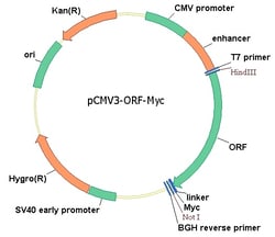 Sino Biological Mouse, MDM2 cDNA ORF Clone, C-Myc tag, Quantity: Each of