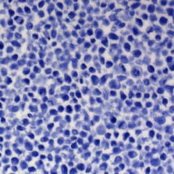 Abbomax Inc FFPE HELA CELL SLIDES-SINGLE, Quantity: Pack of 5