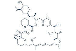 Selleck Chemical LLC Rapamycin (Sirolimus) 25mg 53123-88-9 AY 22989NSC-2260804,