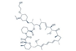 Selleck Chemical LLC Everolimus (RAD001) 100mg 159351-69-6, Quantity: Each