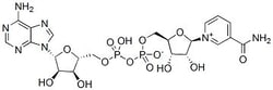Selleck Chemical LLC NAD+ 50mg 53-84-9, Quantity: Each of 1