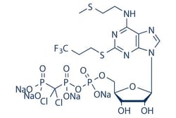 Selleck Chemical LLC Cangrelor Tetrasodium 5mg 163706-36-3 AR-C69931MX,