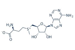 Selleck Chemical LLC Ademetionine 25mg 29908-03-0 AdoMet, S-Adenosylmethionine,