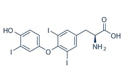 Selleck Chemical LLC Triiodothyronine 25mg 6893-02-3 T3, Quantity: Each