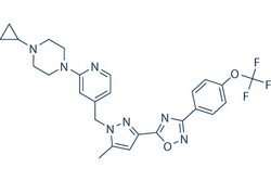 Selleck Chemical LLC BAY 87-2243 10mg 1227158-85-1, Quantity: Each of 1