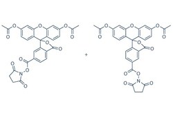Selleck Chemical LLC CFSE 10mg 150347-59-4 Carboxyfluorescein succinimidyl