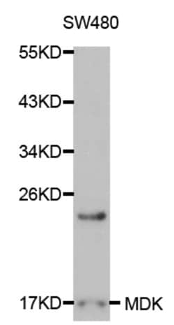 ABclonal Technology MDK Polyclonal Antibody, 100UL, Validated in:WB, Quantity: