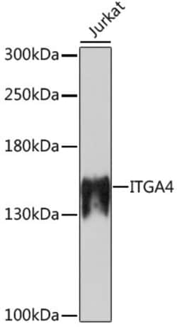 ABclonal Technology ITGA4 Polyclonal Antibody, 100UL, Validated in:WB,