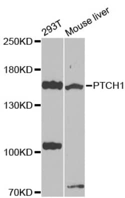 ABclonal Technology PTCH1 Polyclonal Antibody, 100UL, Validated in:WB,