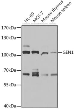 ABclonal Technology GEN1 Polyclonal Antibody, 100UL, Validated in:WB, Quantity: