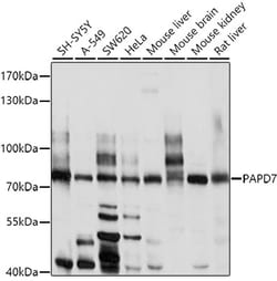 ABclonal Technology PAPD7 Polyclonal Antibody, 100UL, Validated in:WB,