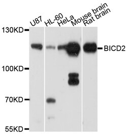 ABclonal Technology BICD2 Polyclonal Antibody, 100UL, Validated in:WB,