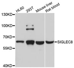 ABclonal Technology SIGLEC8 Polyclonal Antibody, 100UL, Validated in:WB,
