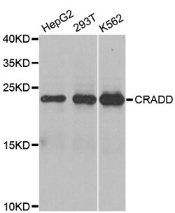 ABclonal Technology CRADD Polyclonal Antibody, 100UL, Validated in:WB,