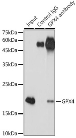 ABclonal Technology [KO Validated] GPX4 Rabbit mAb 100 L, Quantity: Each