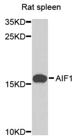ABclonal Technology AIF1 Polyclonal Antibody, 100UL, Validated in:WB, Quantity: