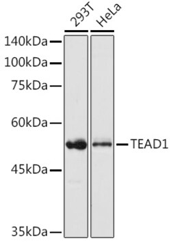 ABclonal Technology TEAD1 Polyclonal Antibody,100UL,Validated in: WB, IHC,