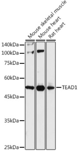 ABclonal Technology TEAD1 Polyclonal Antibody,100UL,Validated in: WB, IHC,