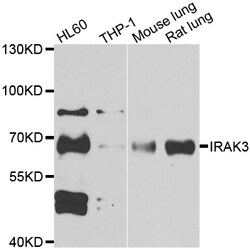 ABclonal Technology IRAK3 Polyclonal Antibody, 100UL, Validated in:WB